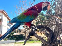 4 Yaşında Macaw Fotoğraf İşinde Tecrübeli Kuşumuz Sahiplendirecek