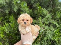 Mikro Baby Surat Maltipoo Bebekler
