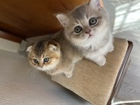 Scottish fold kedimiz 2 aylık