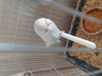 Show Yavru Muhabbet Kuşu