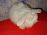 Teddy Lop Tavşan Yavrular 30 Günlük Mavi Göz