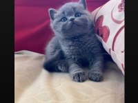 Safkan ayı surat gri british shorthair yavrumuz