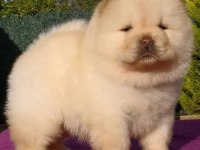 Çin Aslanı Köpeği Yavruları