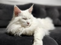 Safkan, anne ve babası şecereli dişi maine coon **uygun**