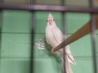 Cf X Tek Kanat Zincir Den Gelme Erkek Sultan Papağanı