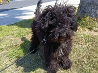 6 aylık siyah toy poodle