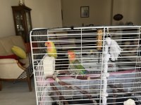 Çift yumurta yapmış sevda papağanı