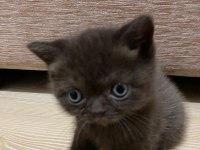 British Shorthair Gri Kedimiz