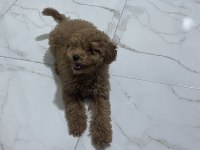 3.5 Aylık Erkek Poodle Hatay
