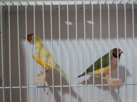 Gökkuşağı ispinozu - gouldian finch