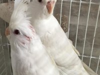 2025 A Kalite Erkek 40 Günlük Albino Saf Kan Sultan Papağanı