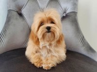 F2 maltipoo yavruları