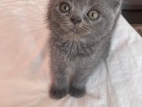 British Shorthair Ve British Longhair Yavrular