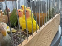 Sağlıklı Yavru Sevda Papağanlar