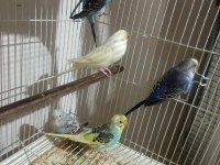 1 Çift 4 Yavru 1 Erkek Muhabbet Kuşlar