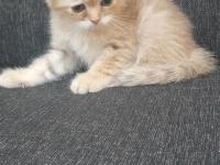 Teslime Hazır Yavru Kediler