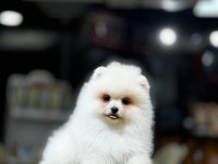 Orijinal Pomeranian Boo