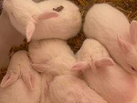 Anne Altından Yavru Tavşanlar