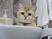 British shorthair golden özel ırk ny25 black