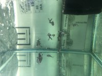 5-6 Cm Boylarda Challenger