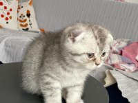 Scottish Fold Kediler