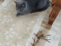 Sevimli Scottish Straight Yavrumuz Yeni Yuvasını Arıyor.