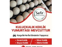 Kuluçkalık kınalı, beyaz, silver, albino keklik yumurtası