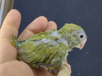 Elle beslemeye uygun forpus papağanı yavru