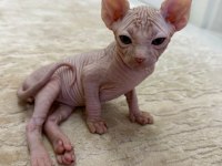 Yavru Sfenks 2 Aylık