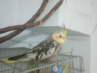 Yavru Sultan Papağanı 2 Aylık