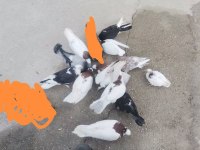 Balıkesir burhaniye bende satılık hepsi toplam 12 adet saya kelebek güvercinler var elimde