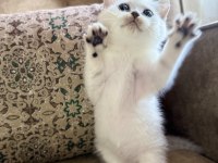 Full Şecereli Anne Babasını Özel British Bebeği