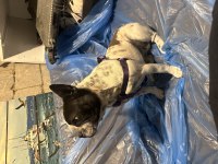 1 Yaşında Sakin Çok Uysal Akıllı French Bulldog