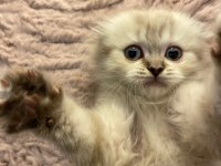 Scottish Fold Pamuğumuz Yeni Yuvasını Arıyor!