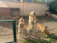 Golden retriever cinsi sevimli kızımıza yeni bir yuva arıyoruz