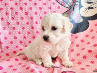 Yavru Maltipoo Köpekler
