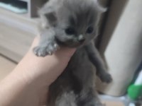 3 Yavru 2 Beyaz 1 Gri British Kedimiz