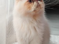 Safkan İran Kedisi Red Point 8 Aylık Erkek