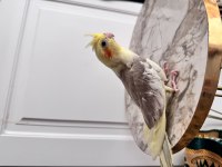 Sahiplendirilecek Sultan Papağanı