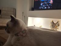 5 Ağustos Doğumlu British Blue Point