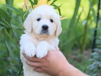 Sevimli golden retriever yavru köpeklerimiz