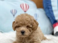 Efsane Maltipoo Yavruları