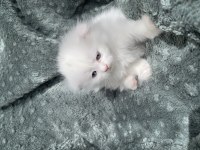 Maviş 35 Günlük Longhair Scottish Üzgün Ayı Surat