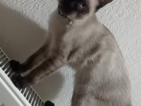 Siyam Kedisi Erkek 4 Aylık