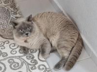 Kedimize Yeni Evini Ve Sahibini Arıyorum