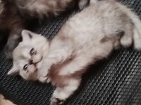 Mama Karşılığı Verilecek British Kediler