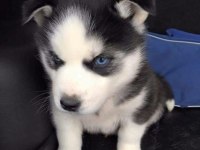 Husky Mavi Gözler İle Kalpleri Çalar