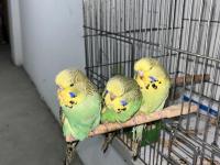 Show Jumbo Muhabbet Kuşu Yavruları