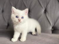 Safkan Ns1133 Silver British Bebekler