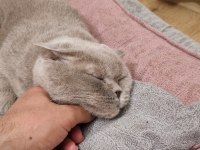 Kedimizi Özel Sebeplerden Dolayı Ücretsiz Sahiplendiriyoruz